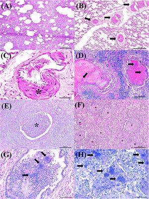 The Participation of a Malignant Catarrhal Fever Virus and Mycoplasma bovis in the Development of Single and Mixed Infections in Beef and Dairy Cattle With Bovine Respiratory Disease